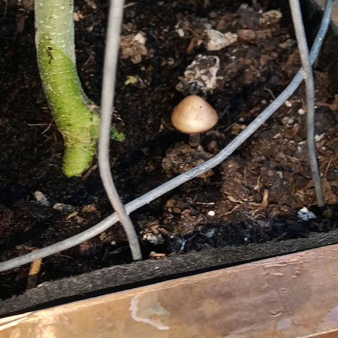 Afghani (mother + 2clones) growlog photo: Now we even got mushrooms 🥰