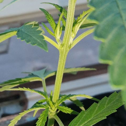 Afghani (mother + 2clones) growlog photo: Cutting in bathroom window, signs of bloom 🥰