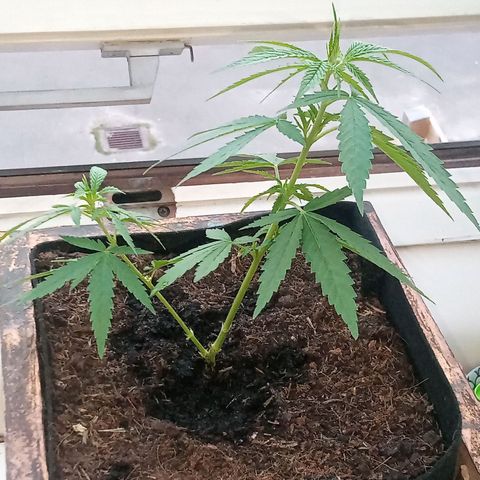 Afghani (mother + 2clones) growlog photo: Cutting in bathroom window, signs of bloom 🥰