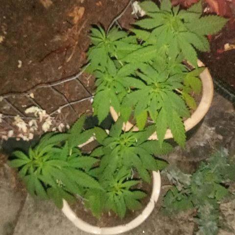 Afghani (mother + 2clones) growlog timeline photo