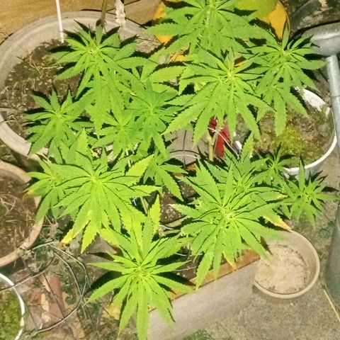 Afghani (mother + 2clones) growlog timeline photo