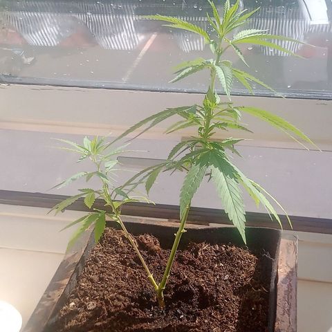 Afghani (mother + 2clones) growlog timeline photo