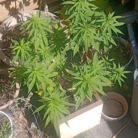 Afghani (mother + 2clones) growlog timeline photo