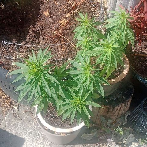 Afghani (mother + 2clones) growlog timeline photo