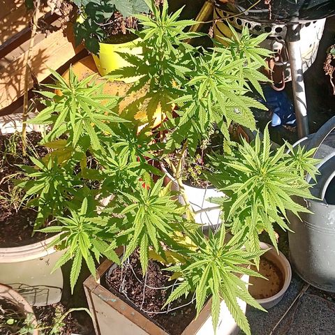 Afghani (mother + 2clones) growlog photo: Flowering has begun 🥰