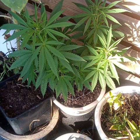 Afghani (mother + 2clones) growlog photo: Flowering has begun 🥰