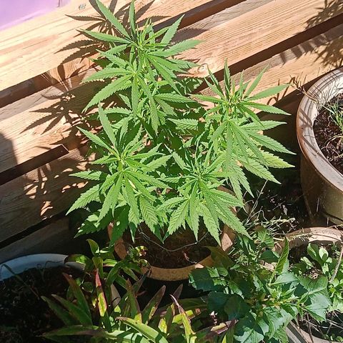 Afghani (mother + 2clones) growlog photo: Flowering has begun 🥰
