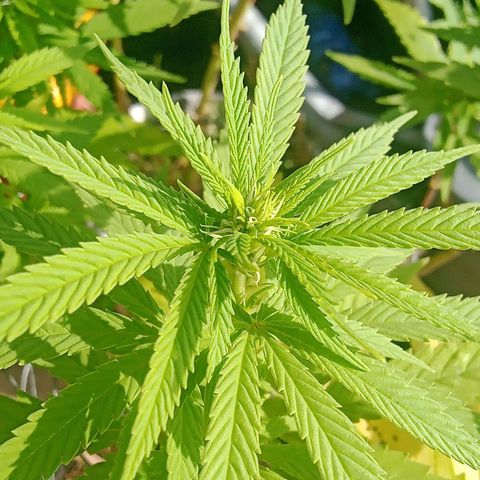 Afghani (mother + 2clones) growlog timeline photo