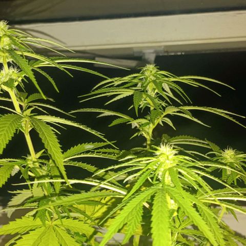 Afghani (mother + 2clones) growlog photo: The clone in bathroom'window 😍