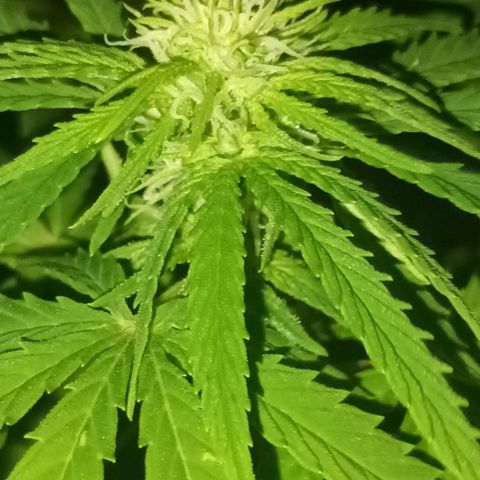 Afghani (mother + 2clones) growlog timeline photo