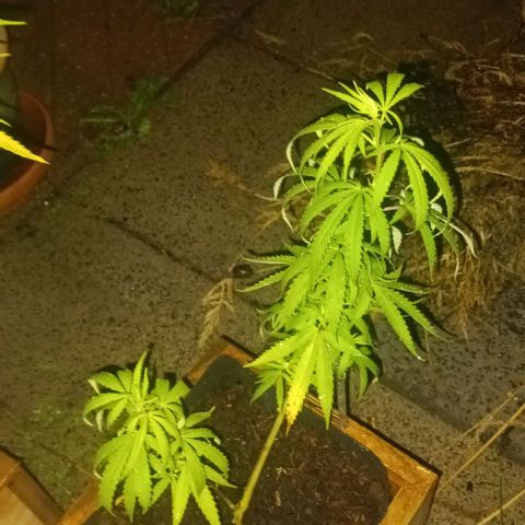 Afghani (mother + 2clones) growlog photo: Clones in the garden ✌️🤞🙈🫶
A little too much rain, the last couple of days.. 