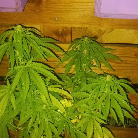 Afghani (mother + 2clones) growlog photo: Clones in the garden ✌️🤞🙈🫶
A little too much rain, the last couple of days.. 