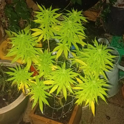 Afghani (mother + 2clones) growlog photo: Mother'plant in garden ✌️🤞🫶