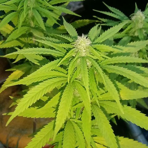 Afghani (mother + 2clones) growlog photo: Mother Afghani ✌️🥰