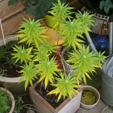 Afghani (mother + 2clones) growlog photo: Mother Afghani ✌️🥰
