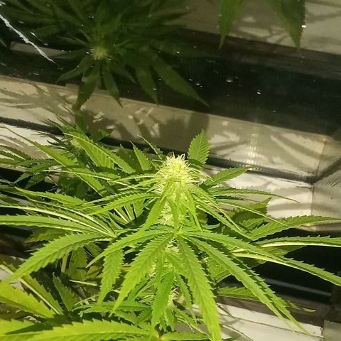 Afghani (mother + 2clones) growlog photo: Clones ✌️🥰
