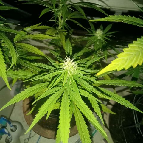 Afghani (mother + 2clones) growlog photo: Clones ✌️🥰