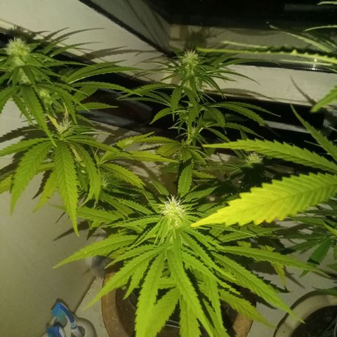 Afghani (mother + 2clones) growlog photo: Clones ✌️🥰