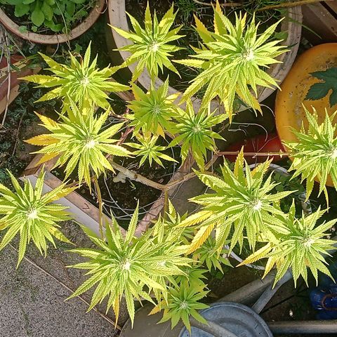 Afghani (mother + 2clones) growlog photo: The garden's pride, in daylight 😍
The buds look a little small 🤔