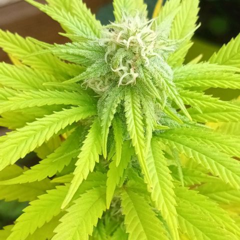 Afghani (mother + 2clones) growlog photo: Mother / outdoor