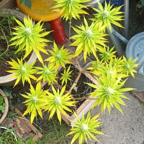 Afghani (mother + 2clones) growlog photo: Mother / outdoor