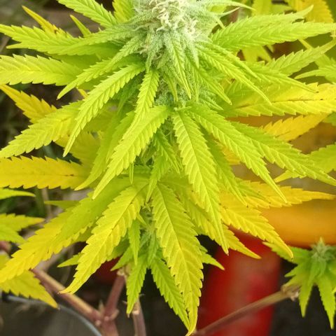 Afghani (mother + 2clones) growlog photo: Mother / outdoor