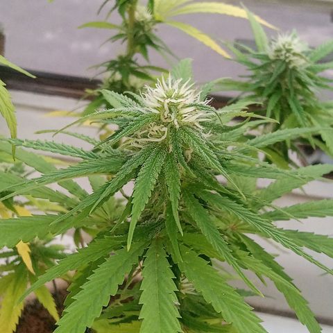 Afghani (mother + 2clones) growlog photo: Clones, indoor
