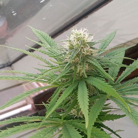Afghani (mother + 2clones) growlog photo: Clones, indoor