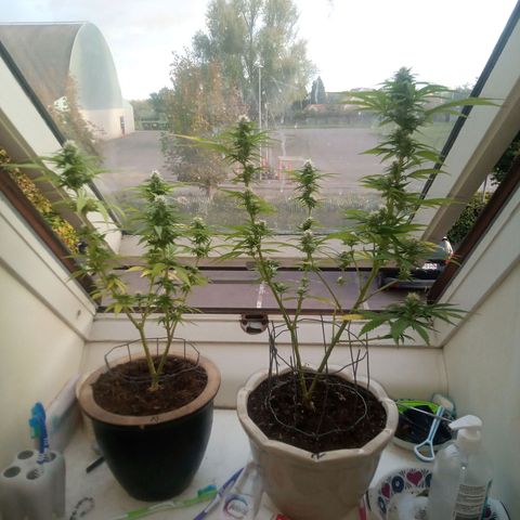 Afghani (mother + 2clones) growlog photo: Clones, indoor