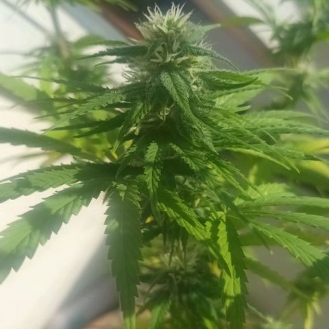 Afghani (mother + 2clones) growlog photo: Clones, indoors 😍