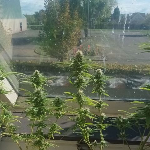 Afghani (mother + 2clones) growlog photo: Clones, indoors 😍