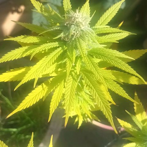Afghani (mother + 2clones) growlog photo: Mother, outdoor 😍