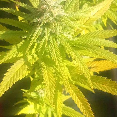 Afghani (mother + 2clones) growlog photo: Mother, outdoor 😍