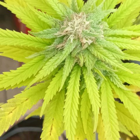 Afghani (mother + 2clones) growlog photo: Soon 😍🥳