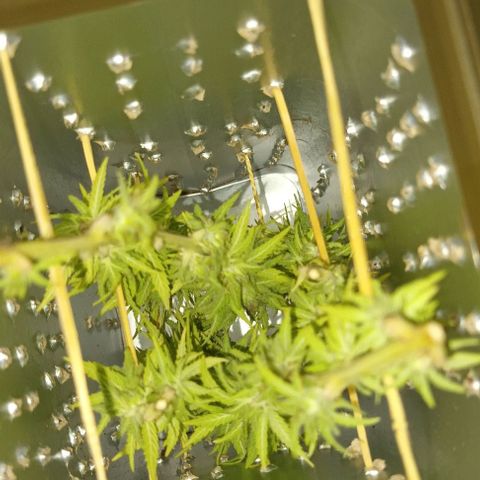 Afghani (mother + 2clones) growlog photo: ½ of the mother 🥰