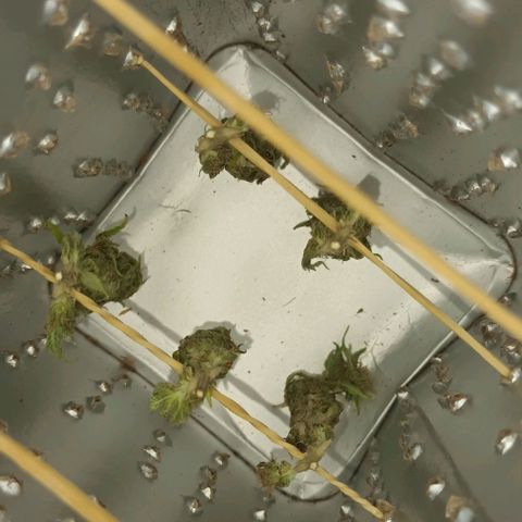 Afghani (mother + 2clones) growlog photo: ½ of the Mother 🥰👍
