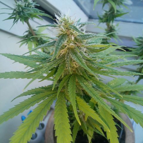 Afghani (mother + 2clones) growlog timeline photo
