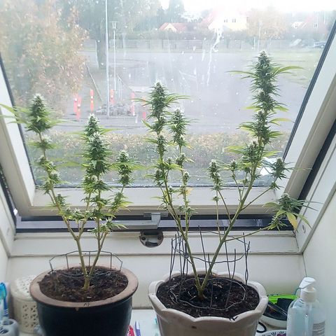 Afghani (mother + 2clones) growlog timeline photo