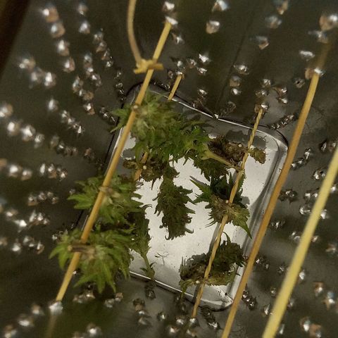 Afghani (mother + 2clones) growlog timeline photo