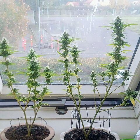 Afghani (mother + 2clones) growlog timeline photo