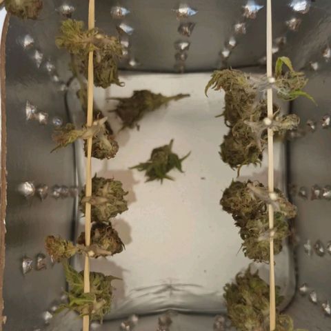 Afghani (mother + 2clones) growlog photo: The Motherplant (-1 branch) 😍
Not much but at least, it's something 🥰