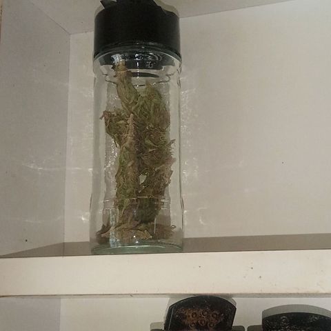 Afghani (mother + 2clones) growlog photo: Motherplant left for curing 🥰