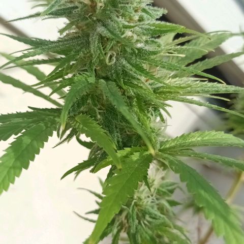Afghani (mother + 2clones) growlog timeline photo