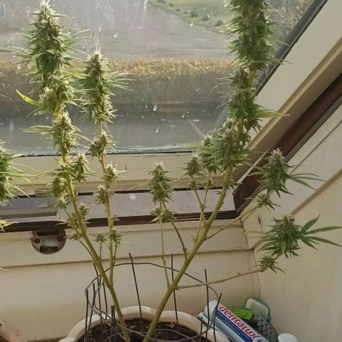 Afghani (mother + 2clones) growlog timeline photo