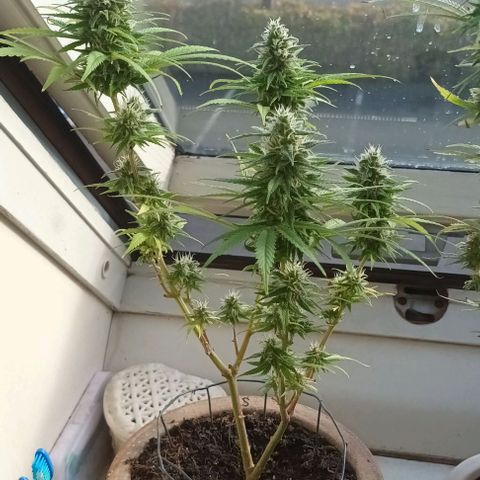 Afghani (mother + 2clones) growlog timeline photo