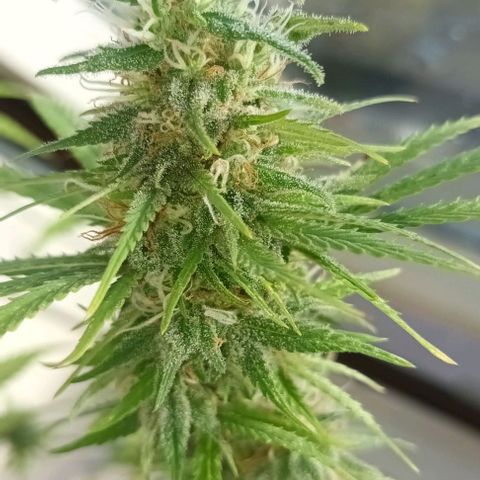 Afghani (mother + 2clones) growlog timeline photo