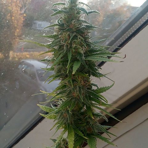 Afghani (mother + 2clones) growlog photo: Getting closer 🥰