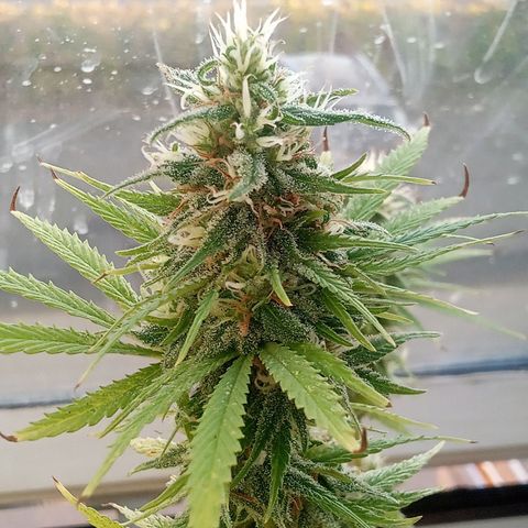 Afghani (mother + 2clones) growlog photo: Getting closer 🥰