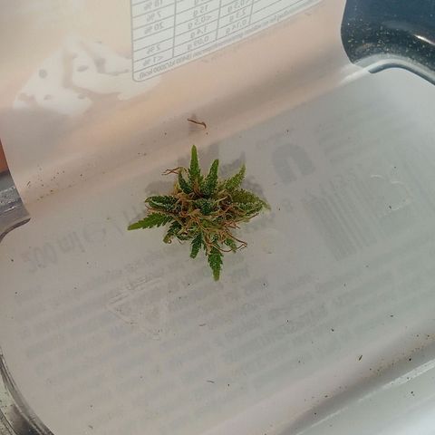 Afghani (mother + 2clones) growlog timeline photo