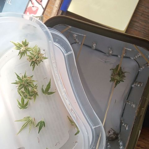 Afghani (mother + 2clones) growlog photo: My waiting is over ✌️🥰